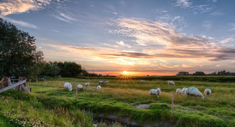 Sheep grazing in a pasture at sunset
